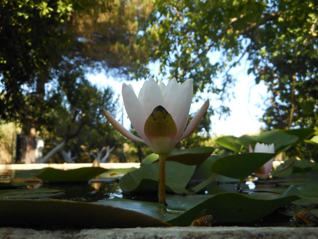 L'Albero Di Alberto Bed & Breakfast Valverde  ภายนอก รูปภาพ